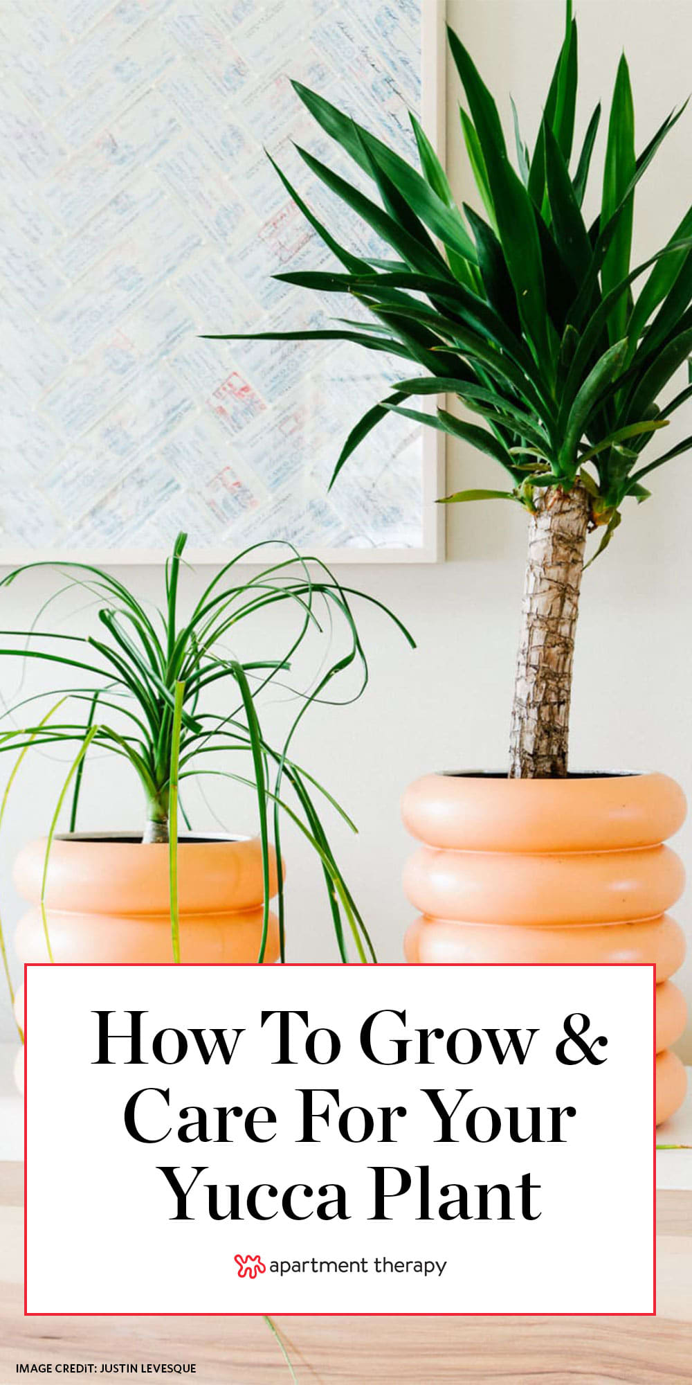 Yucca Plant Indoor Care Uk - 3 / Yucca plants are striking and low maintenance—a perfect combo ...